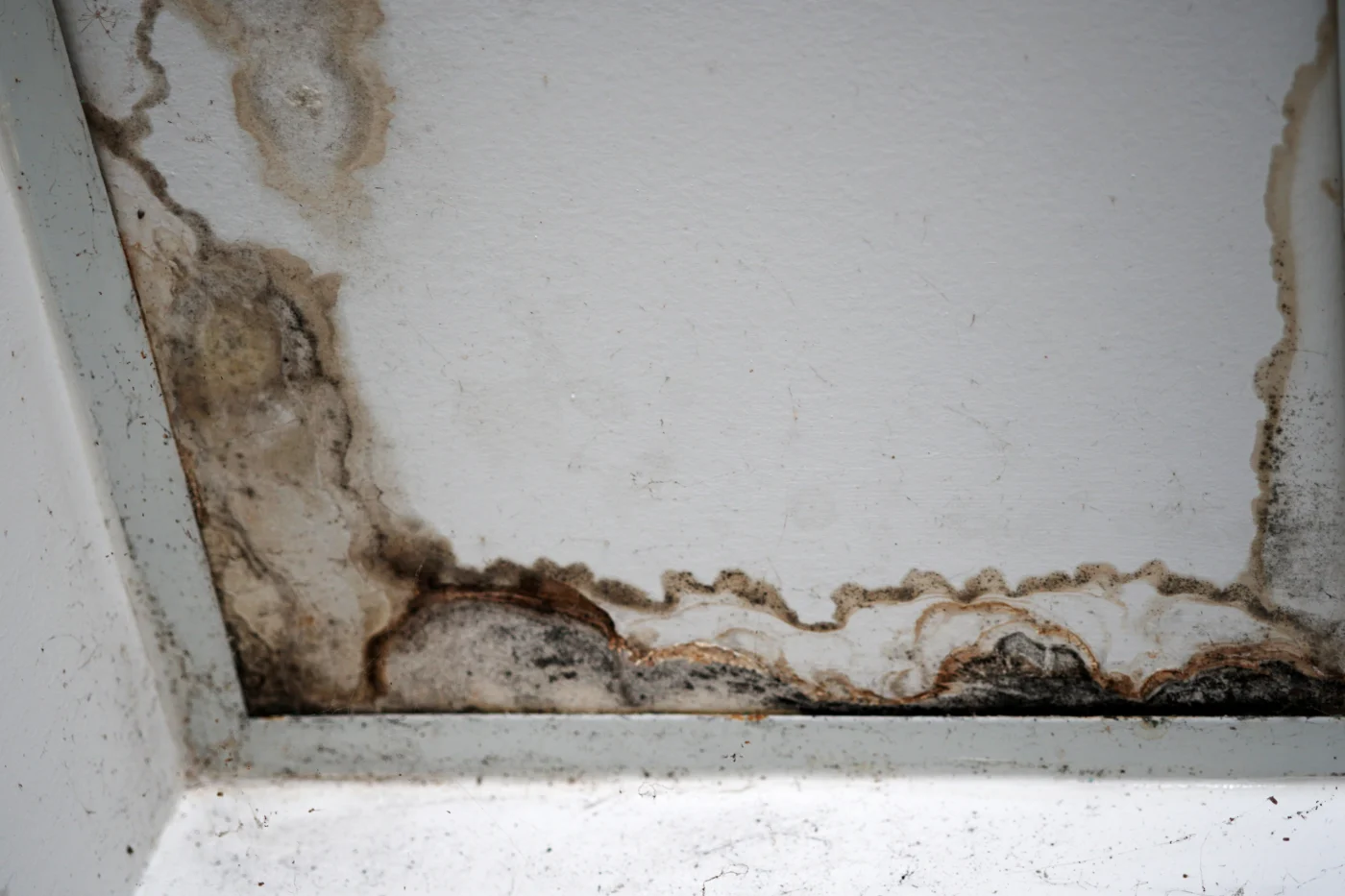 Water-stained wall and trim with dark mold growth along the edge, showing moisture damage from a plumbing leak.